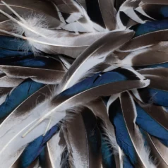 Feather - Dark brown with white trim  Approx.5-6 inch