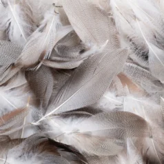 Feather - Grey  White  Approx. 2-5 inch