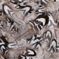 Feather  White and Brown Stripe Size Approx. 1-3.5 inch