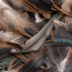 Feather mix of Brown to Green shade  size Approx. 5-7.5 inch