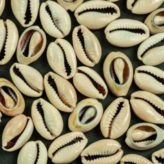 Puka Shell Natural 16-18mm