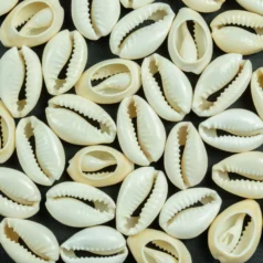 Puka Shell White 16-18mm