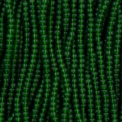 Czech Seed Beads, 11/0 - Transparent Matt Medium Green (strung)