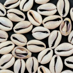 Puka Shell Natural 14-16mm