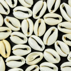 Puka Shell White 14-16mm
