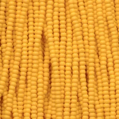 Czech Seed Beads, 11/0 - PermaLux Dyed Chalk dark yellow Matt (strung)